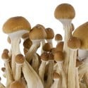 Kit de Culture Fresh Mushrooms 'McKennaii'