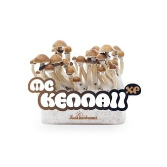 Kit de Culture Fresh Mushrooms 'McKennaii'
