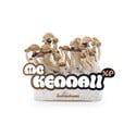 Kit de Culture Fresh Mushrooms 'McKennaii'