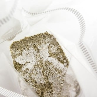 Kit de Culture Fresh Mushrooms 'McKennaii'