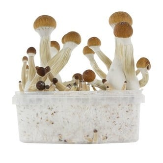 Kit de Culture Fresh Mushrooms 'Golden Teacher'