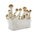 Kit de Culture Fresh Mushrooms 'Golden Teacher'