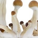 Kit de Culture Fresh Mushrooms 'Golden Teacher'