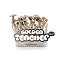 Kit de Culture Fresh Mushrooms 'Golden Teacher'