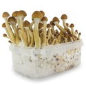 Kit de Culture Fresh Mushrooms 'Ecuador'