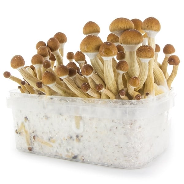 Kit de culture de champignons Équatorien - Setnatur