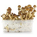 Kit de Culture Fresh Mushrooms 'Ecuador'