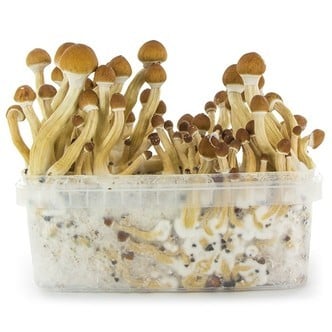 Kit de Culture Fresh Mushrooms 'Ecuador'