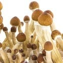 Kit de Culture Fresh Mushrooms 'Ecuador'