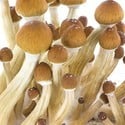 Kit de Culture Fresh Mushrooms 'Ecuador'