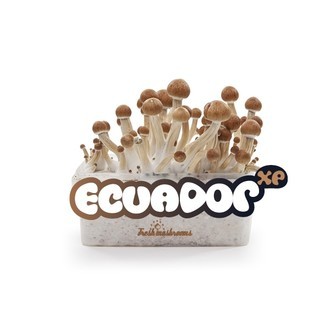 Kit de Culture Fresh Mushrooms 'Ecuador'