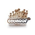 Kit de Culture Fresh Mushrooms 'Ecuador'