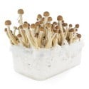 Kit de Culture Fresh Mushrooms 'Mexican'