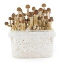 Kit de Culture Fresh Mushrooms 'Mexican'