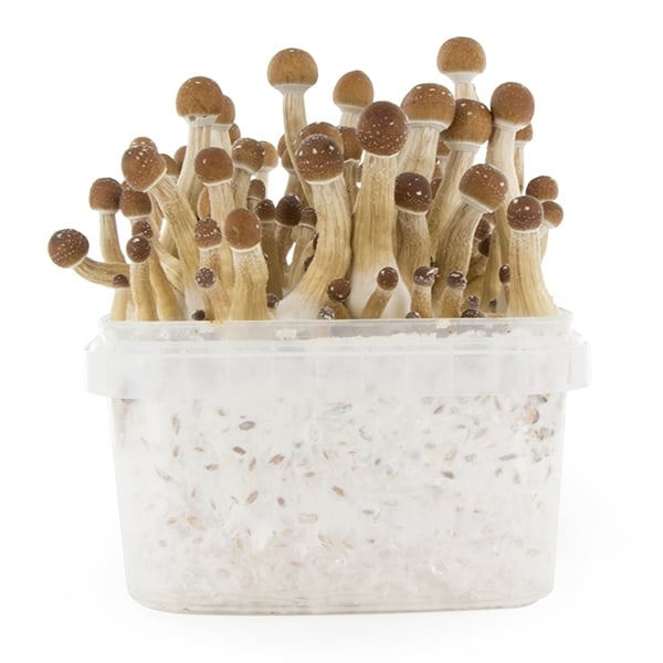 Kit de culture de champignons Mexicains - Setnatur