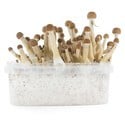 Kit de Culture Fresh Mushrooms 'Mexican'