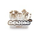 Kit de Culture Fresh Mushrooms 'Mexican'