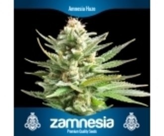 3 Graines de cannabis gratuit (Zamnesia Seeds)