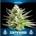 3 Graines de cannabis gratuit (Zamnesia Seeds)