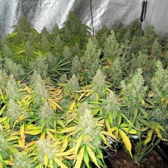 Auto Mazar (Dutch Passion) féminisée