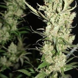 The Ultimate (Dutch Passion) féminisée