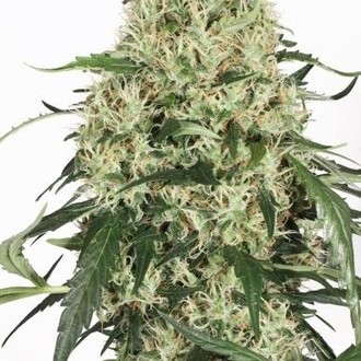 The Ultimate (Dutch Passion) féminisée