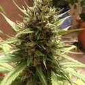 Auto Blueberry (Dutch Passion) féminisée