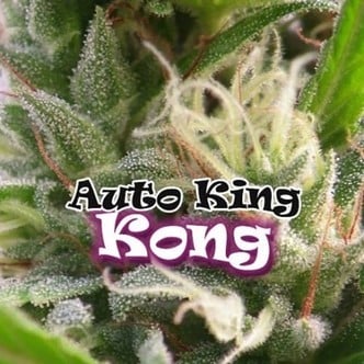 Auto King Kong (Dr. Underground) féminisée