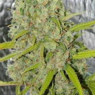 Orange Bud (Dutch Passion) féminisée
