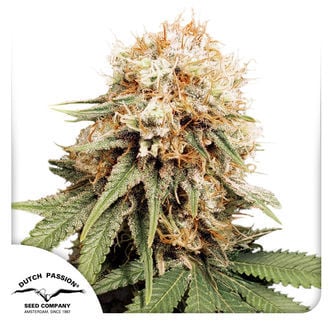 White Widow (Dutch Passion) féminisée