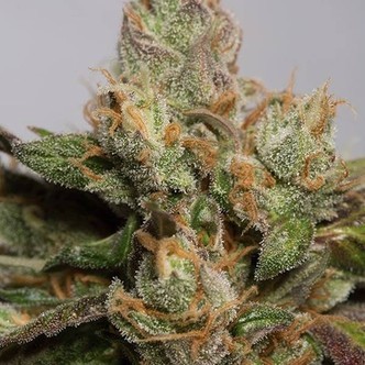 707 Truthband (Humboldt Seeds) féminisée