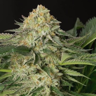 Lemon Garlic OG (Humboldt Seeds) féminisée