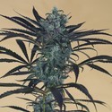 Blueberry Headband (Humboldt Seed Organization) féminisée