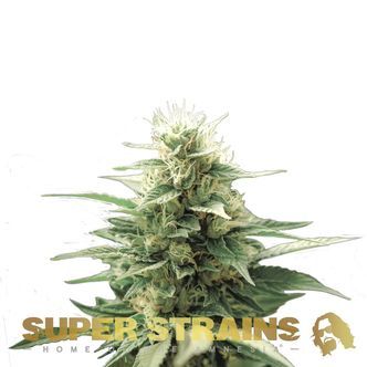Automatic Fini (Super Strains) féminisée