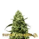 Turing Autoflowering (Super Strains) féminisée