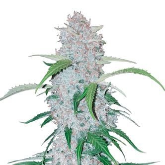 Six Shooter Auto (FastBuds) féminisée