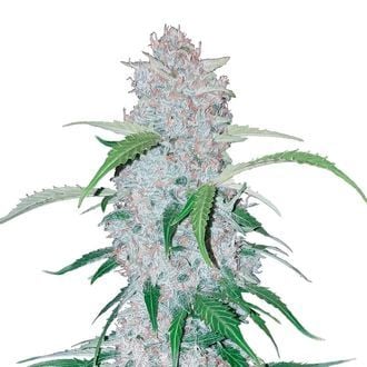 Six Shooter Auto (FastBuds) féminisée