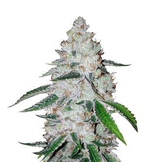 West Coast O.G. Auto (FastBuds) féminisée