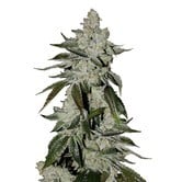 Girl Scout Cookies Auto (FastBuds) féminisée