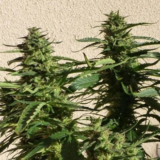 Missile 33 SuperAuto (Flash Auto Seeds) féminisée