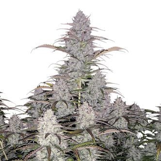 Green Crack Auto (FastBuds) féminisée