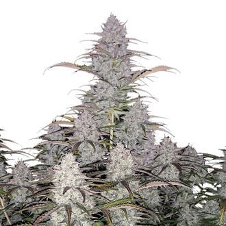 Green Crack Auto (FastBuds) féminisée