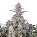 Green Crack Auto (FastBuds) féminisée