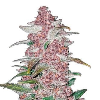 Blackberry Auto (FastBuds) féminisée
