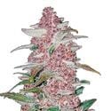 Blackberry Auto (FastBuds) féminisée