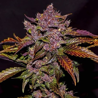 Blackberry Auto (FastBuds) féminisée