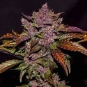 Blackberry Auto (FastBuds) féminisée