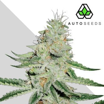 Dreamberry (Auto Seeds) féminisée