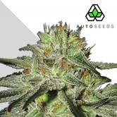 Kush Doctor (Auto Seeds) féminisée