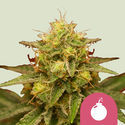 Royal Domina (Royal Queen Seeds) féminisée